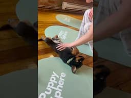 Day 16/30 of Trying Something New - Puppy Yoga!