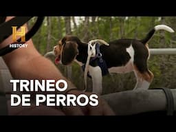 TRINEO DE PERROS - AMOS DEL PANTANO