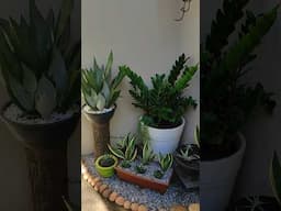 Aprimorando o meu Jardim cantinho charmoso com plantas de sombra #plantas #plants