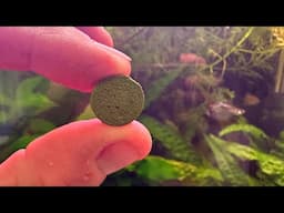 A VERY Misunderstood Fish Food
