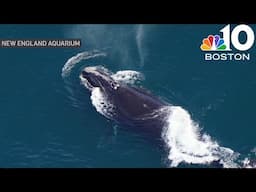 Right whales spotted off Mass., dolphins seen in Danvers River