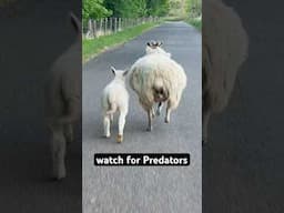 Sheep have rectangular pupils allowing for a wide field of vision, 270 to 320 degrees #animals #fun