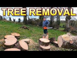 fallen tree removal