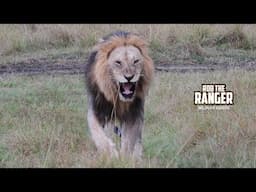 Magnificent Lion Pride! Lucky Zebra! | Maasai Mara Safari | Zebra Plains