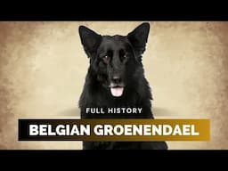 Belgian Sheepdog - Full History (Groenendael)