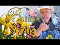 Bellagio Conservatory for Spring 2025:  The Birds and the B's