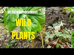 Medicinal/Poisonous Wild Plants