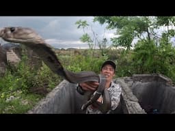 Kinh Hoàng Phát Hiện Ổ Rắn Hổ Mang Khổng Lồ Trong Bể Nước Bỏ Hoang