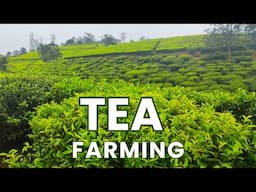 The Complete Guide to Tea Farming / Tea Cultivation / Tea Farming Business Plan
