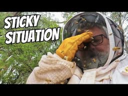Feeding the Purest Bees on Earth | Ligurian Bees