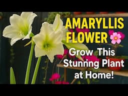 Grow Amaryllis Flower at Home 🌸 | Easy Plant Care for Beginners