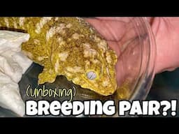 I got GIANT LEACHIANUS GECKOS!! (Rhacodactylus Leachianus)