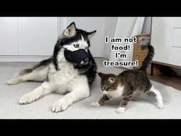 Meeting My Dogs And Cats With a Rescued Kitten! Husky Yuki Scares Me