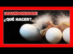 ✅ QUE HACER CUANDO LOS CANARIOS ABANDONAN EL NIDO | CRIA DE CANARIOS PARA PRINCIPIANTES