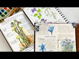 3 Beginner Nature Journal Tips! Collab with Laura Watson Art