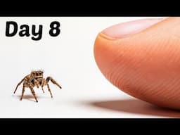 The Process of Making Friends With a Tiny Spider