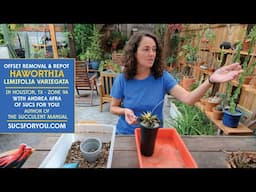 Variegated Haworthia Limifolia | Easy Offset Removal & Repotting Tips