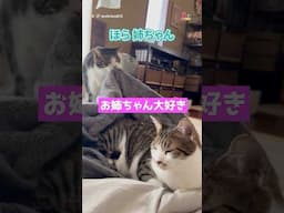 姉を気遣い毛布を掛けてあげる優しい弟 #猫
