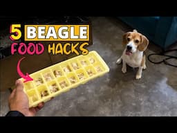 Beagle Food Hacks: 5 Ways to Make Mealtime Fun