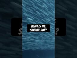What is the sardine run? #naturepbs #sardinerun #oceanlife #documentary #pbs