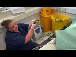 Emergency  C-Section British Bulldog Noahs Ark a breeder friendly Vet Practice Located in Kent