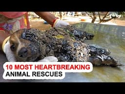 10 Most Heartbreaking Animal Rescues