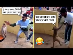 बंदर को चांटा मारना महंगा पड़ा फोन छीनकर तौड डाला 🤣😂ll Animal moment recorded on camera