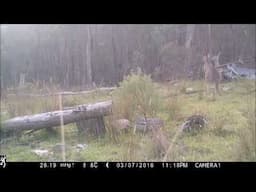 Kangaroos 3 Trail Camera By Keith H  Burgess