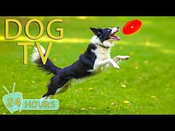 DOG TV: Video Entertain Anti-Anxiety for Dogs When Home Alone - Best Relax Collection Music for Dogs