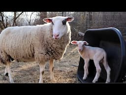 The Sheep Are Lambing! | East Friesian Lambs For The Homestead