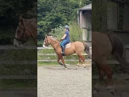 Are you brave enough to try it? #horses