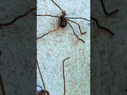 Friendly Spiders and Art!!  #tanzania #Africa #nafasiartspace #travel #thingstodoindaressalaam