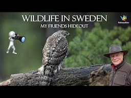 WILDLIFE PHOTOGRAPHY - Nikon Z9 - Birds of Prey.- Bird photography in my friends blind.