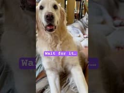 My dogs are Chupa-Rustam 🤗😅 #trending #shorts #dogs #funny