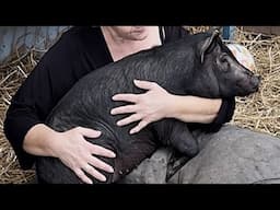 Woman does sweetest thing for pig that lost mom
