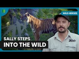 Sally the Tiger Settles Into Her New Habitat | Wild Heroes | Banijay Wild