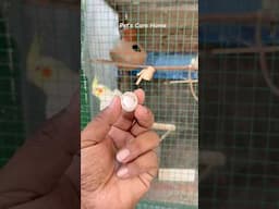 Cockatiel colony Breeding success #shorts #birds #lovebirds #birdlovers #cockatiel #breeding