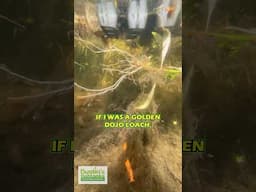 IF I WAS A GOLDEN DOJO LOACH…