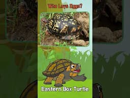 Who Lays Eggs? Meet Penguin, Shark, Butterfly, Crocodile, and Turtle | #shorts | Little Fox