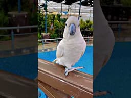 Most Beautiful Cockatoo Parrot | #cutebird #cockatoo #parrot #parrotshorts #parrotlife #petbird
