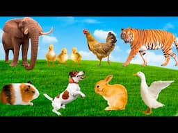 Cute Farm Animals : Piglet, Kitten, Chicken, Rabbit, Goat, Cow, Sheep, Duck - Farm Animal Sounds