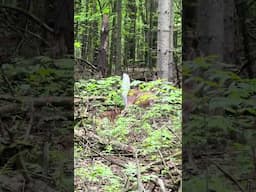 Baby deer! White tail with her fawn in the forest #nature #canada #cuteanimals
