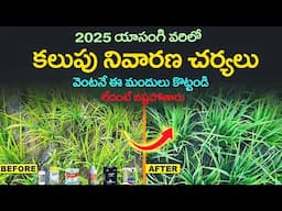 2025 yasangi varilo kalupu nivarana charyalu | Agriculture  | Rice Cultivation