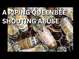 A Piping queen shouting abuse