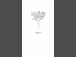 Vector landscape design trees bundle. #landscapearchitecture #landscapedesign