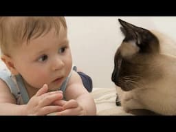 What Babies And Cats Like To Talk About?