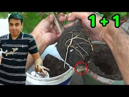 Propagation: Multiplying Your New Plant Family | everyone can do