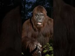 Bigfoot Pulls Epic Prank on Campers! - #bigfootvlog