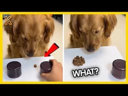 🐾✨Animals React to Magic for the First Time – Funniest Reactions Ever!😂
