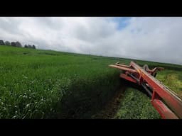 Mowing and Tedding Tall Triticale